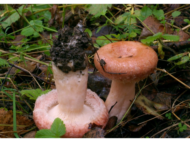 Мицелий Волнушки розовой / Волжанка (Lactarius torminosus)